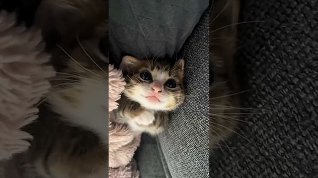 Мы в ВК https://vk.com/life_of_cats