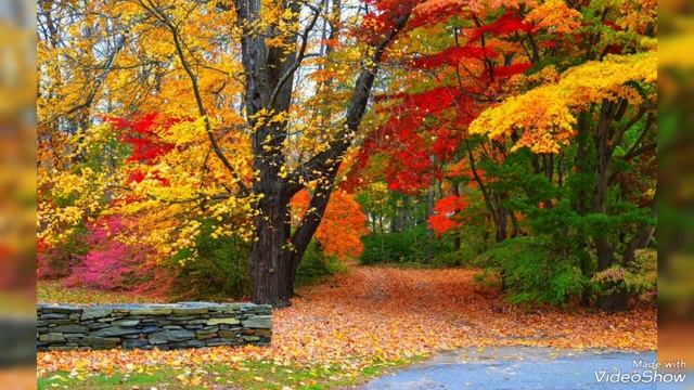 Наслаждайтесь яркими красками Золотой Осени🌿🍂🍂🌿🍁🍂