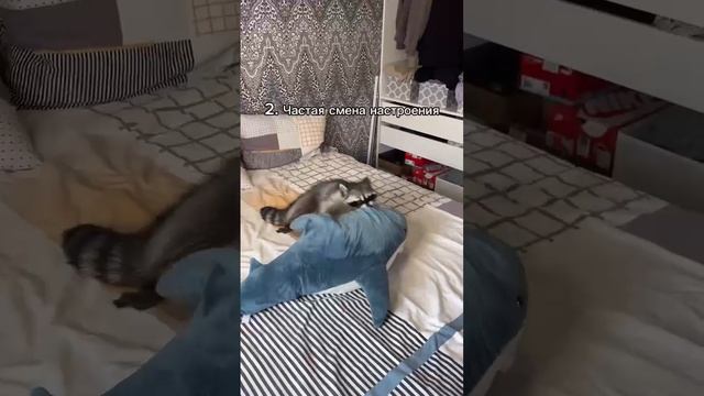 5 отличий что ты енот