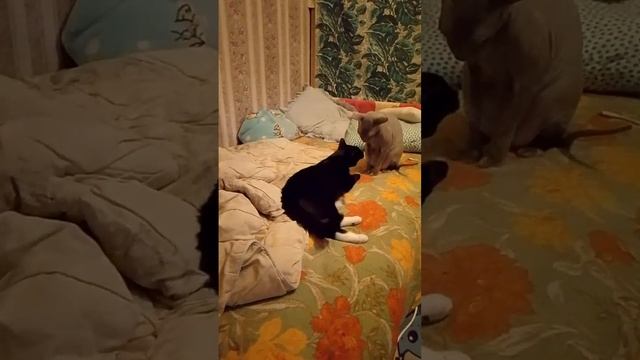 Котяшики греют постельку)