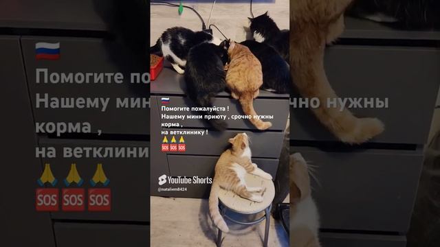 Помогите пожалуйста ,  нашему мини приюту  ! 12 Хвостиков !  #Cat's # помощьживотным # коты # собаки