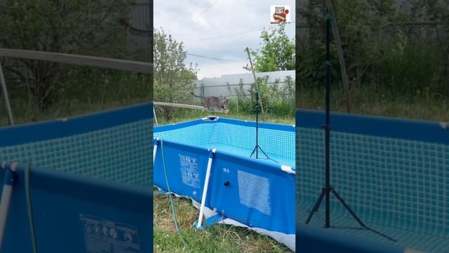 Кадриль 🌞💃🌭🕺😻