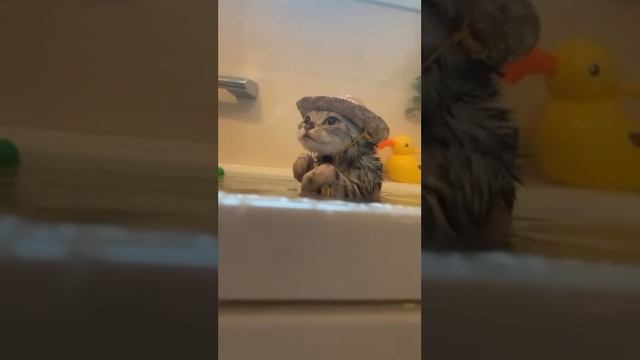 милый котик
