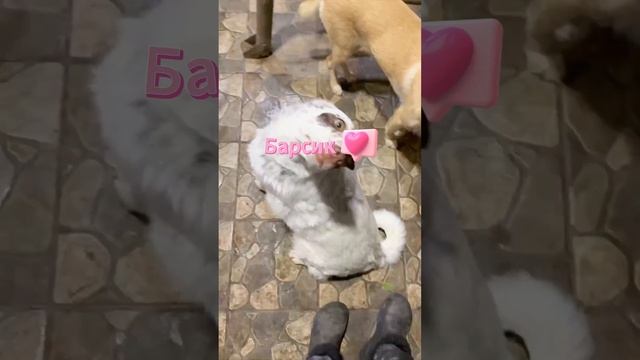 Коротко о «походах на треньки» 😂 #семья #непокупайприюти #тренька #блог