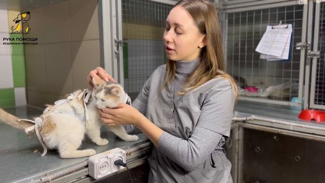 Знакомьтесь с Февралиной! Поддержать⬇️