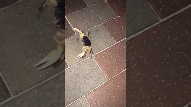 1000010751.mp4