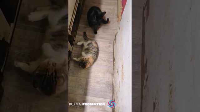 Маша и Вася играют.mp4