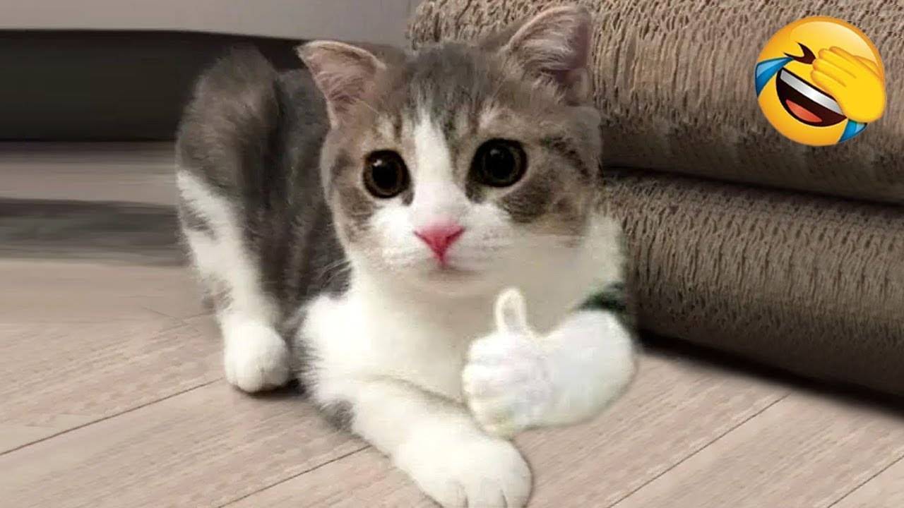 Смешные коты − Лучшие приколы с котами, кошки, котики - Смешное видео, подборка 2024