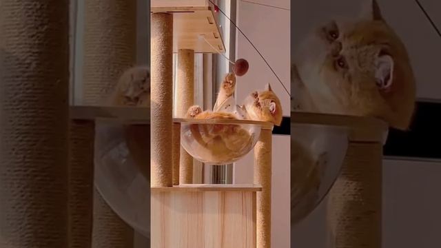 и еще котенька