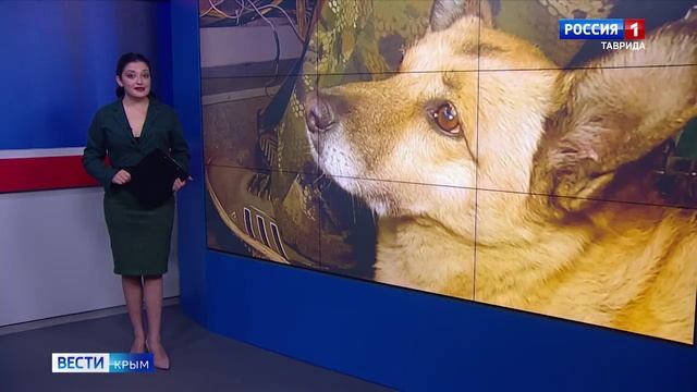 ВЕСТИ-КРЫМ: выпуск 23.11.2024 20:50