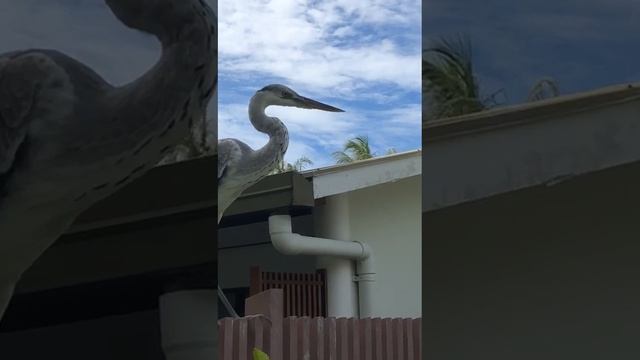 1000010749.mp4