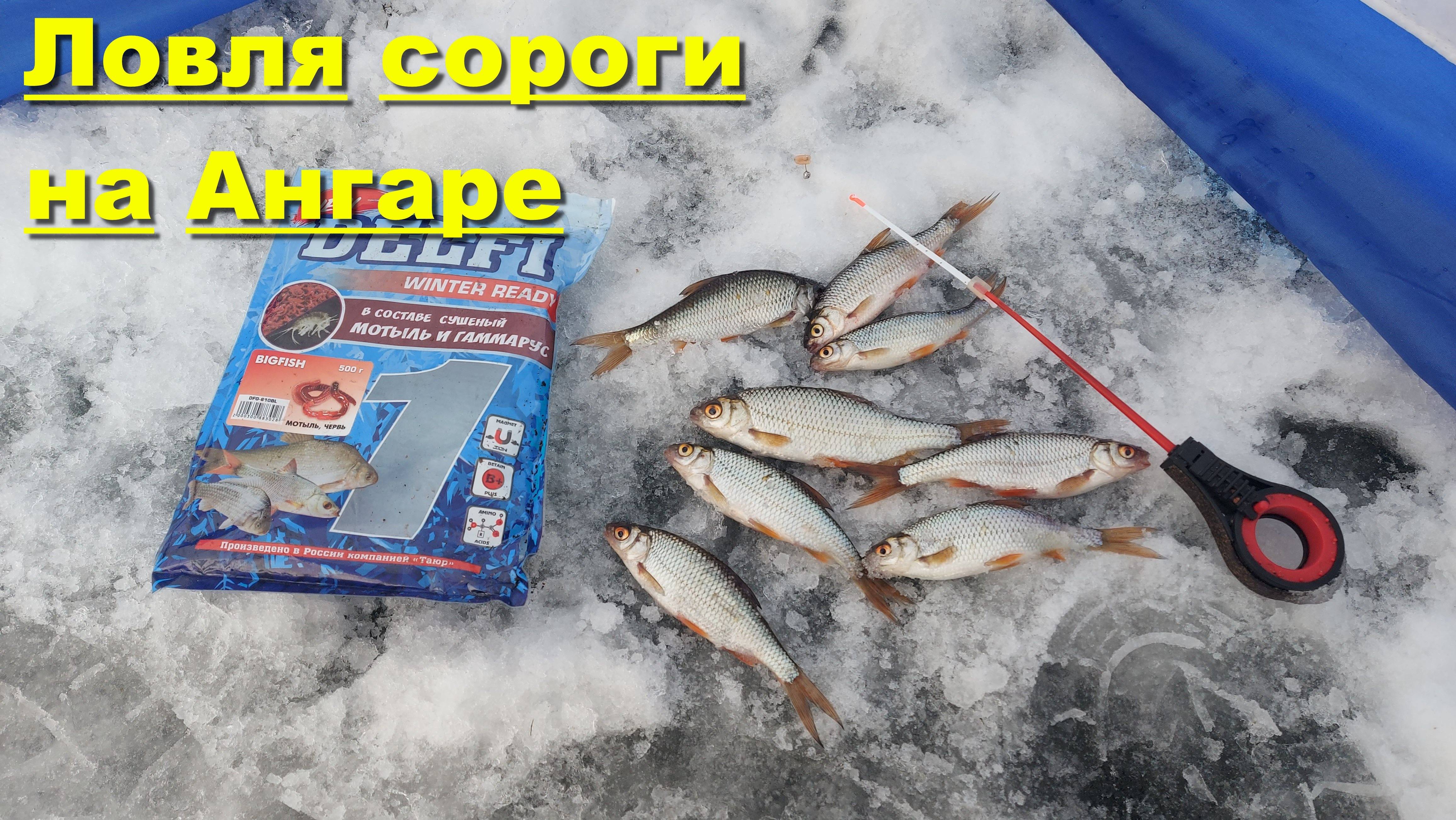 Ловля сороги на Ангаре