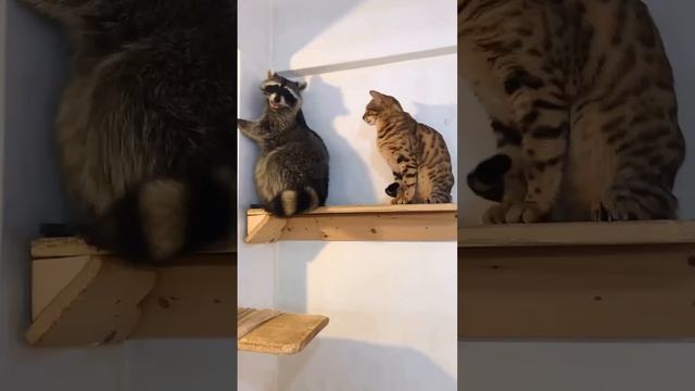 Котик+енотик