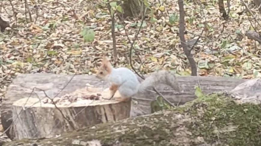 Белочка . Ростов . Роща СКА