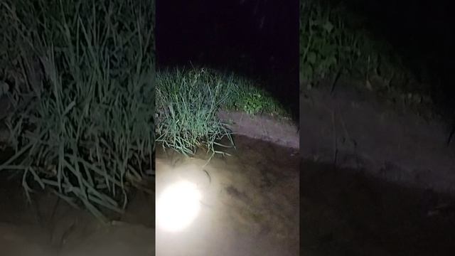 Поймали крупного окуня в темноте.