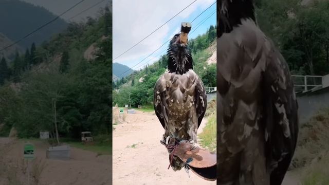 Проглотил в один миг, даже не поперхнувшись