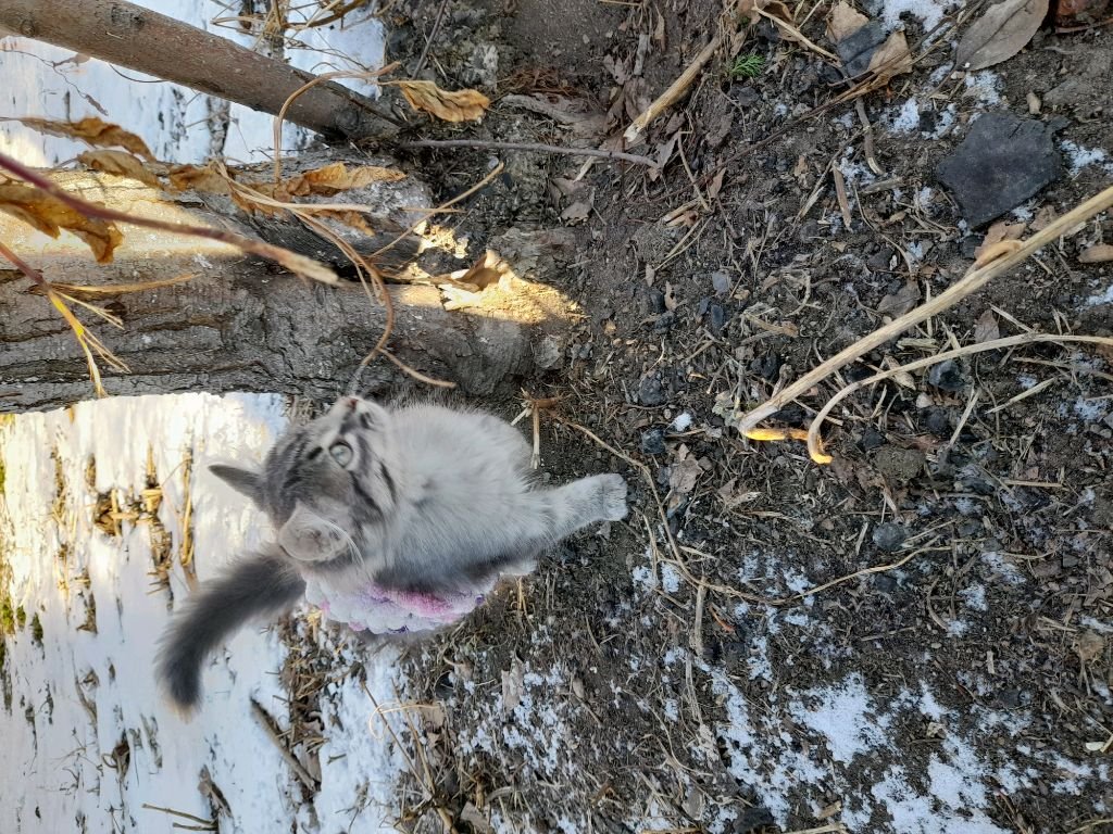 прогулка с котятами