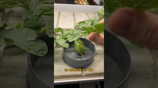 Арбуз продолжает увеличиваться