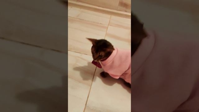 Месье, а вы знаете, что вы невероятно очаровательны в этом костюме? 😁💓