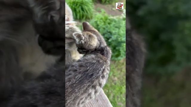 Всех Мам с Праздником 🌞🌈😻❤️😻