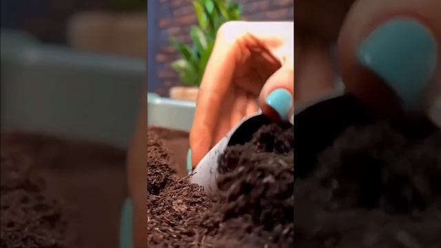 Cups for seedlings