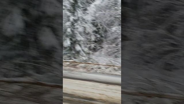 Брянск завалило