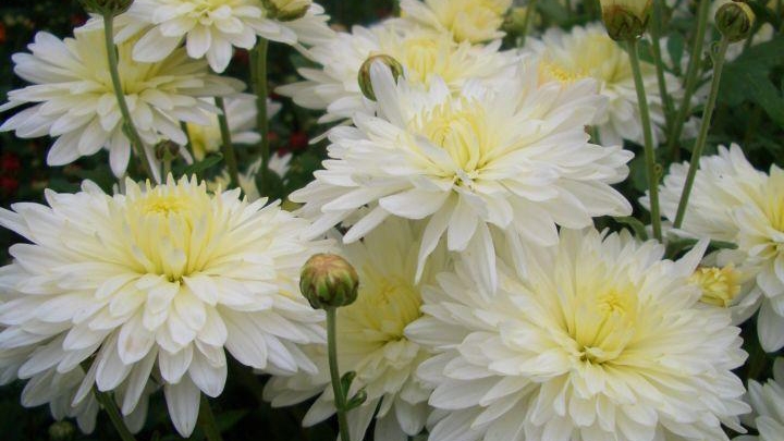 влог.домашние дела.дрожжевые оладьи.Псковская жизнь