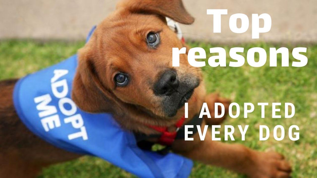I adopted every dog in a dog shelter - Top reasons | Manifest Change Life