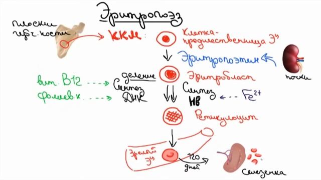 Анемии ч.1 (причины от костного мозга до селезенки)