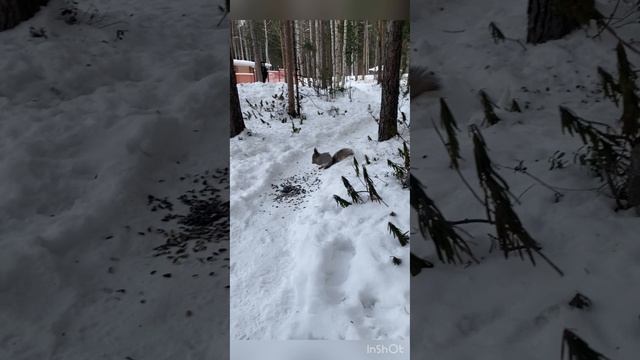 Супер белки в лесу#сказка#зимний лес#чудо#белочки#лес#Россия#Родина#зима