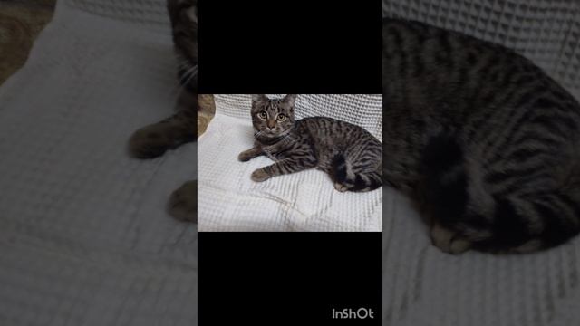 Очаровательные малыши мечтают о доме!