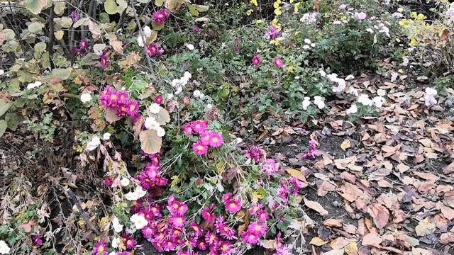 Южная осень на излете... Цветут хризантемы и розы 🍁🍁🍁