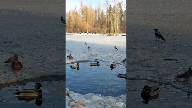 Почти зимний день в парке. Голодные уточки. Дендрологический парк ул. Мира г. Екатеринбург.