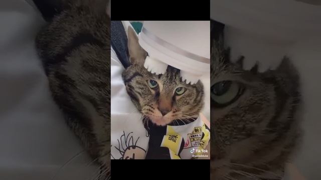 Веселое, смешное видео с животными