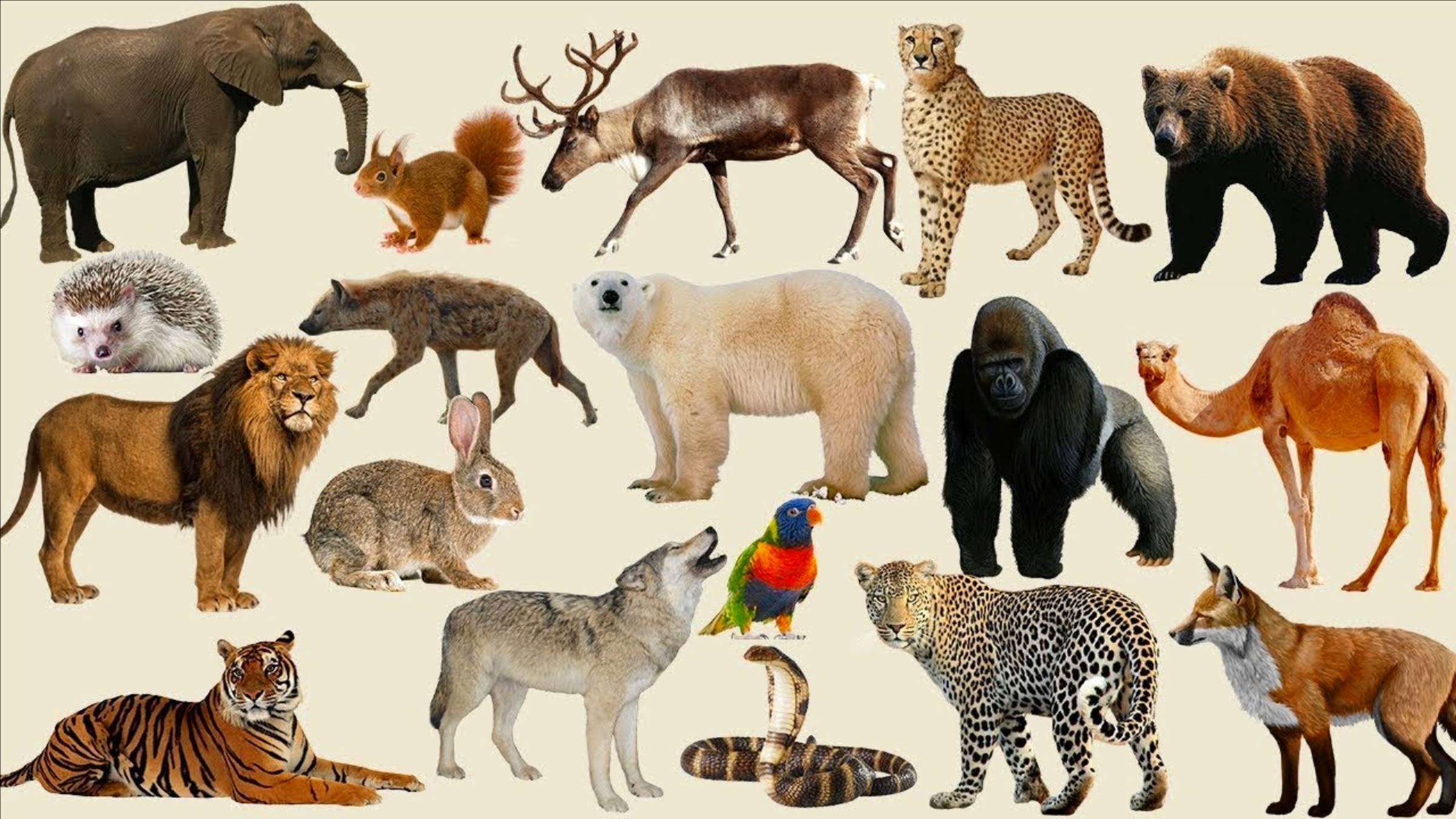 КРАСИВЫЕ ЖИВОТНЫЕ#Video Best of HD Vision Atmosphere#and MUSIC 3