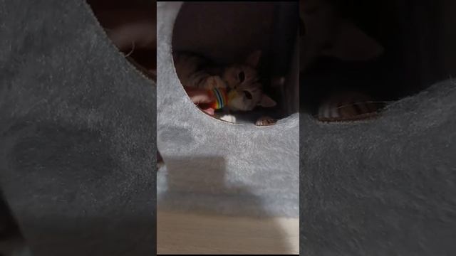 мой кот