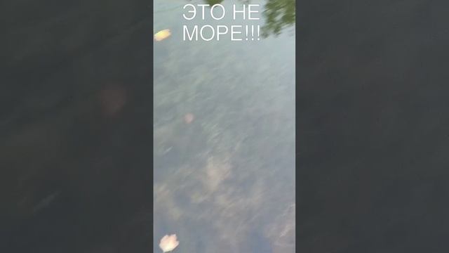 черепашки в пруду