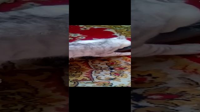 Дрессировка кота