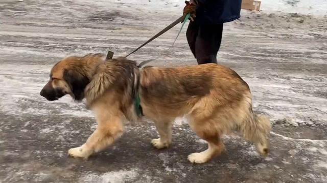 Пропал Алтай