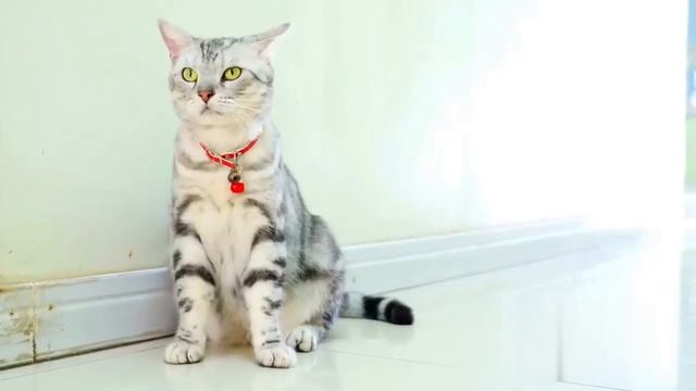 Звук для вызова кошек - звук для привлечения кошек