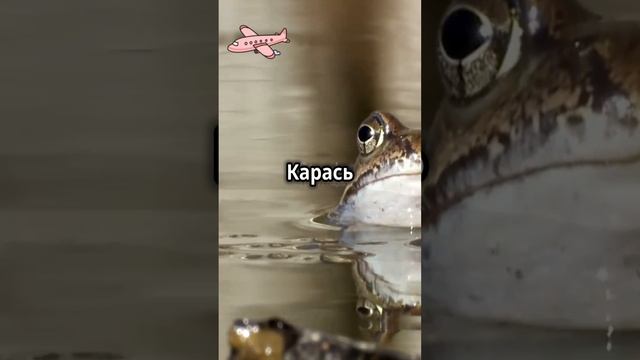 анекдот😂joke😂