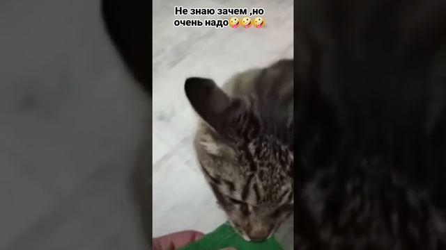 hihichpok юмор подборка