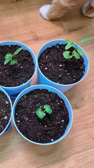 Комнатный гранат