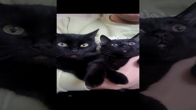 Смешные кошки / Funny cats video 🐈🐱🐈 Шотландский котик Васька и Мурка