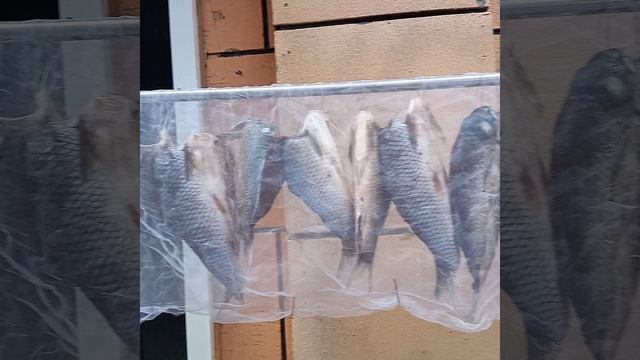 китайц.маньчжурия!