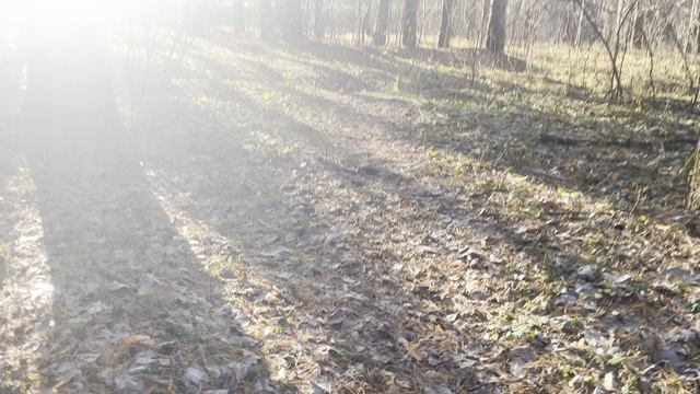 Прогулка по лесу