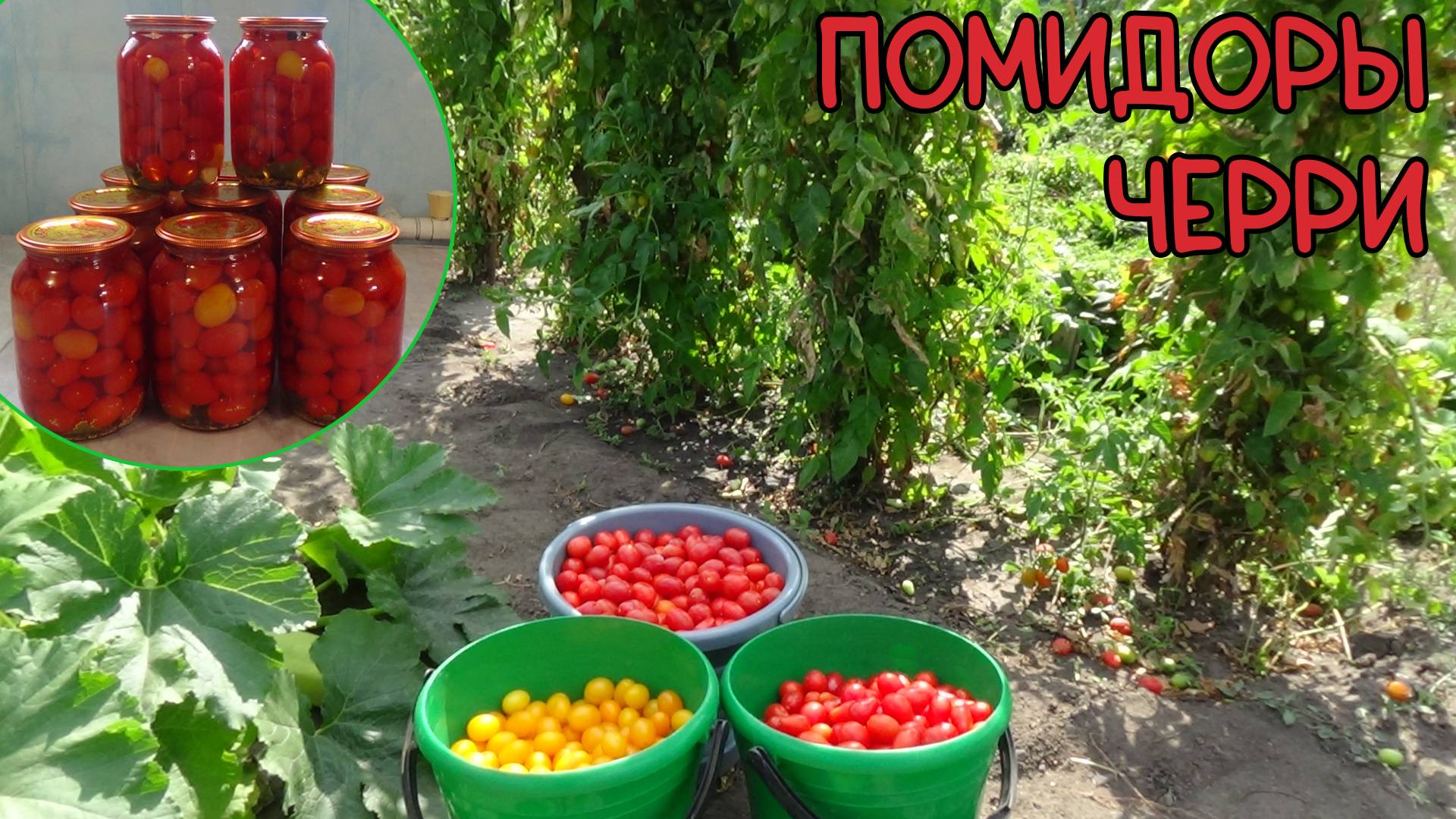 Помидоры сорт "Черри".