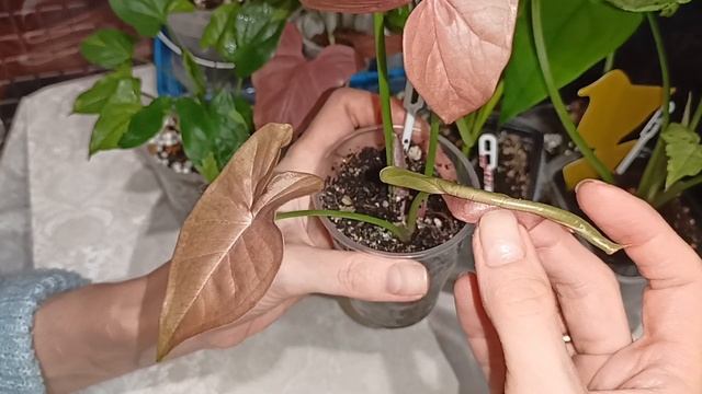 комнатные растения: мои малыши как подросли 🪴🪴🪴🪴🪴🪴🪴🪴🪴🪴🪴🪴🪴🪴🪴🪴🪴🪴🪴🪴🪴🪴🪴🪴🪴🪴🪴🪴