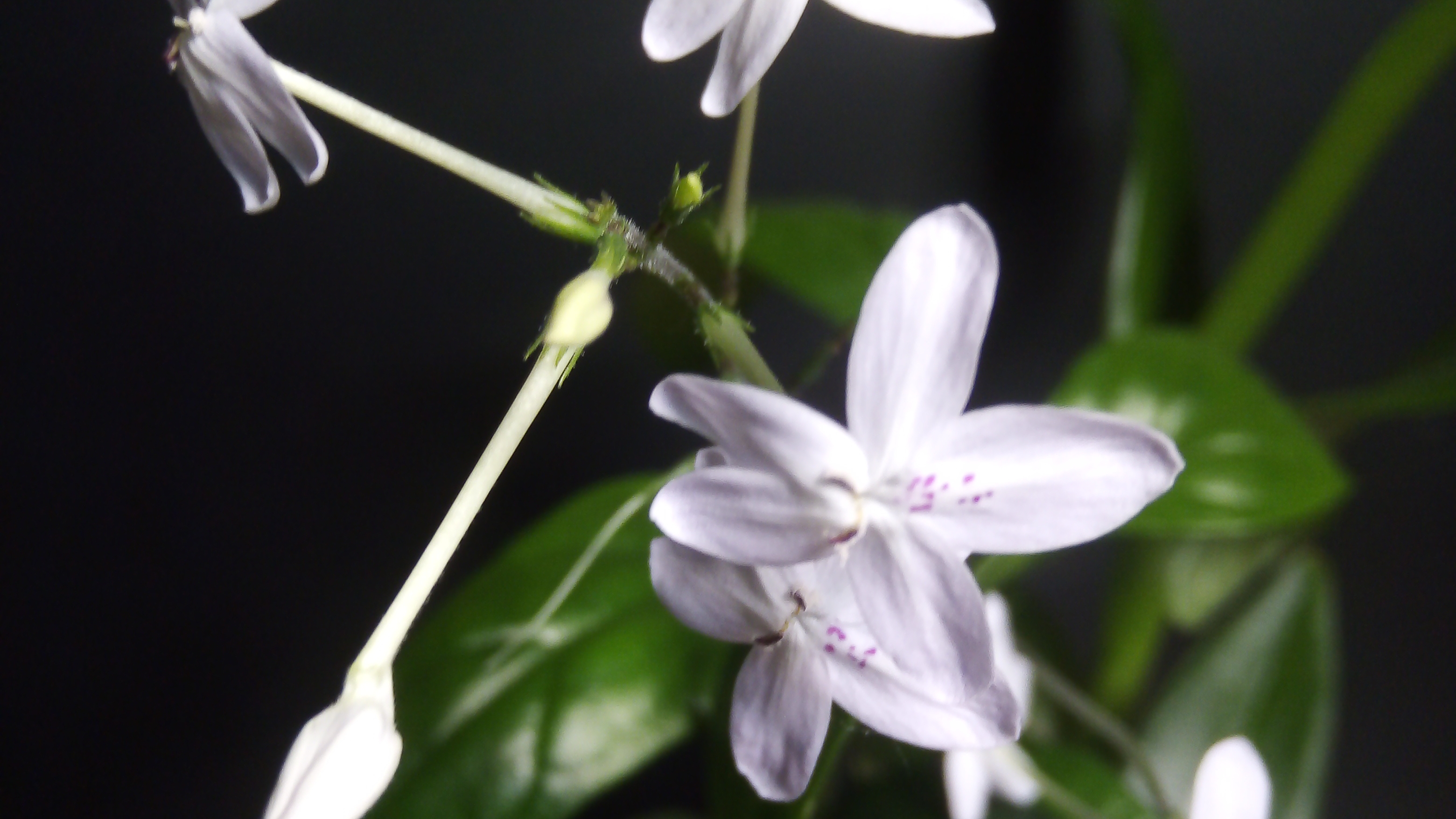 Орхидейный индикатор