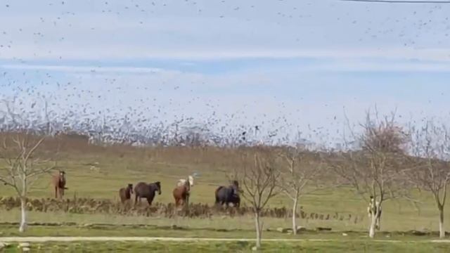Под Анапой тысячи скворцов устроили танцы